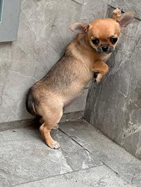 Chihuahua