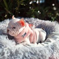 Big Rope Velvet Femmina Isabella Rojo Pied Bull.Fr