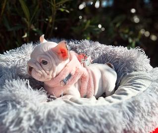 Big Rope Velvet Femmina Isabella Rojo Pied Bull.Fr