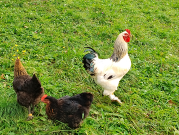 Galli di varie razze