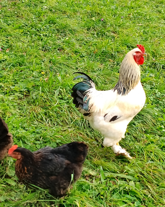 Galli di varie razze