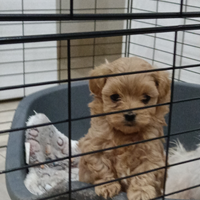 Maltipoo