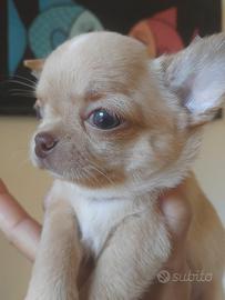 Chihuahua maschietto pelo corto Pedigree Enci
