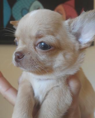 Chihuahua maschietto pelo corto Pedigree Enci