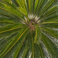 Cycas
