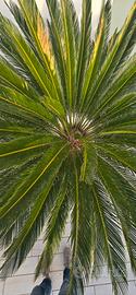 Cycas