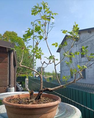 Prebonsai di frassino