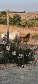 Minipony knabstrupper