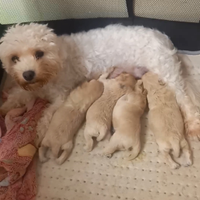 Cuccioli maltipoo