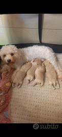 Cuccioli maltipoo