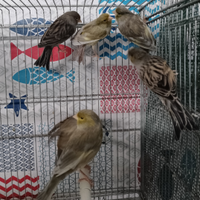 Ultimi canarini maschi jaspe novelli 2025