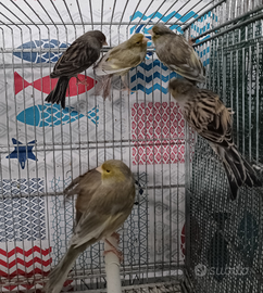 Ultimi canarini maschi jaspe novelli 2025