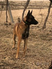 Pastore Belga Malinois per monta accoppiamento