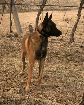 Pastore Belga Malinois per monta accoppiamento