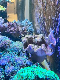 Coralli Acquario Marino - Sarcophyton