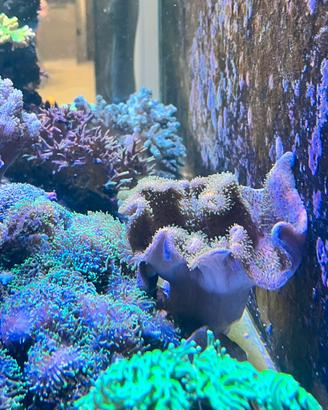 Coralli Acquario Marino - Sarcophyton