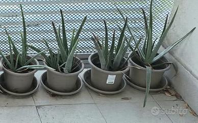 aloe vera