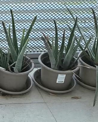 aloe vera