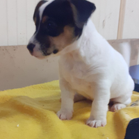 Cuccioli Jack Russel