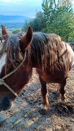 Cavallo Breton tpr