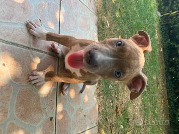 Cuccioli American Staffordshire Terrier maschi