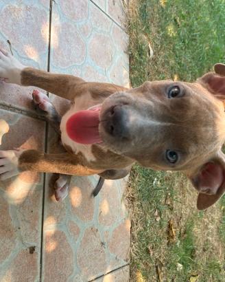 Cuccioli American Staffordshire Terrier maschi