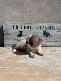 Femmina Chihuahua bianca lilac