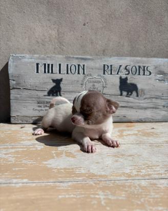 Femmina Chihuahua bianca lilac