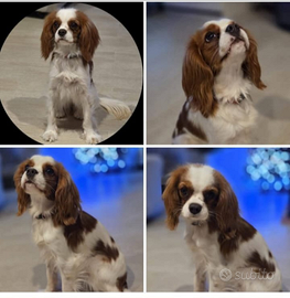 Cavalier king