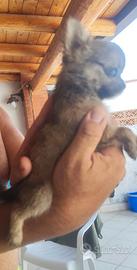 dolcissimo chihuahua 