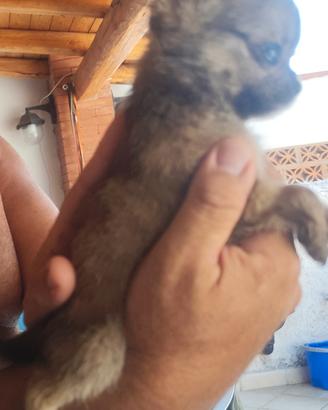 dolcissimo chihuahua 