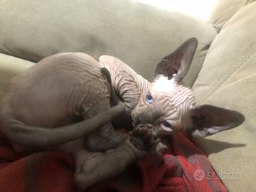 GattInI canadIan sphYnx 