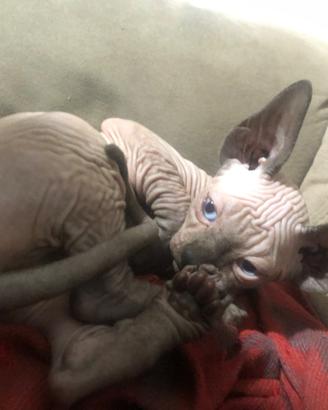GattInI canadIan sphYnx 