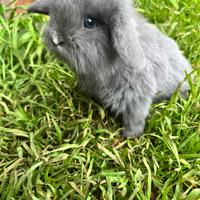 Conigli ariete minilop