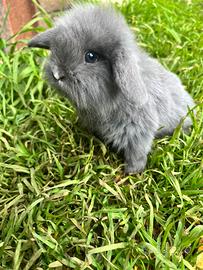 Conigli ariete minilop