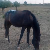 Cavallo puledro appaloosa