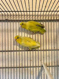 Forpus coelestis