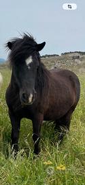 Pony