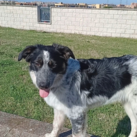 Nala cucciola 5 mesi - simil Border collie