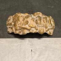 Applique TOSCOT design