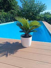 cycas cicas revoluta