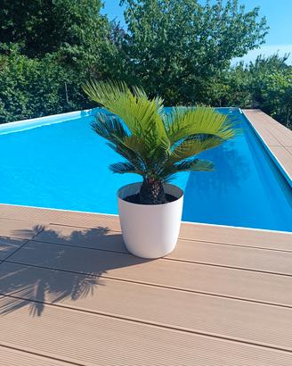 cycas cicas revoluta