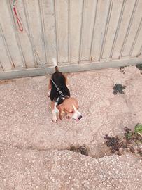 cane da caccia Beagle Elizabeth 