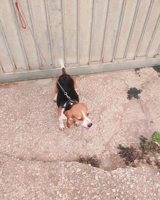 cane da caccia Beagle Elizabeth 