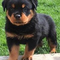 Rottweiler cucciolo maschio