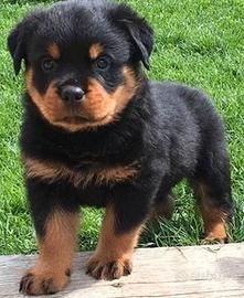 Rottweiler cucciolo maschio
