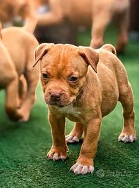 Dolcissimi cuccioli di pitbull ukc con pedigree