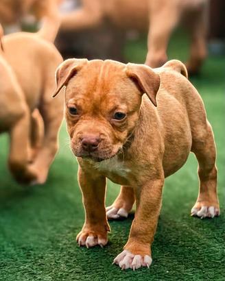 Dolcissimi cuccioli di pitbull ukc con pedigree