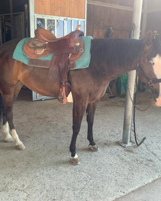 Quarter horse 6 anni