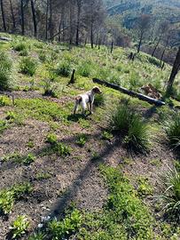 Drater con Lagotto 8 mesi
